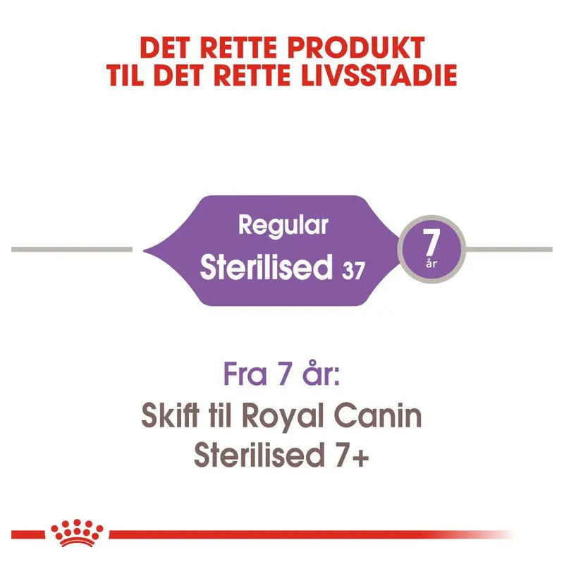 Adult Sterilised 37
