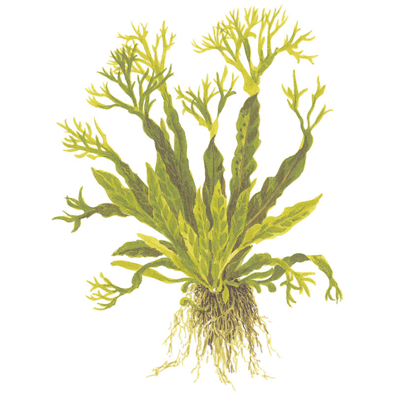 Microsorum pteropus Windeløv ca. 10-12 cm