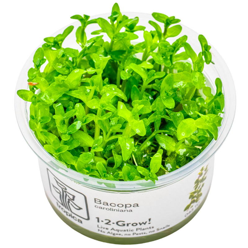 Bacopa caroliniana Nr.8