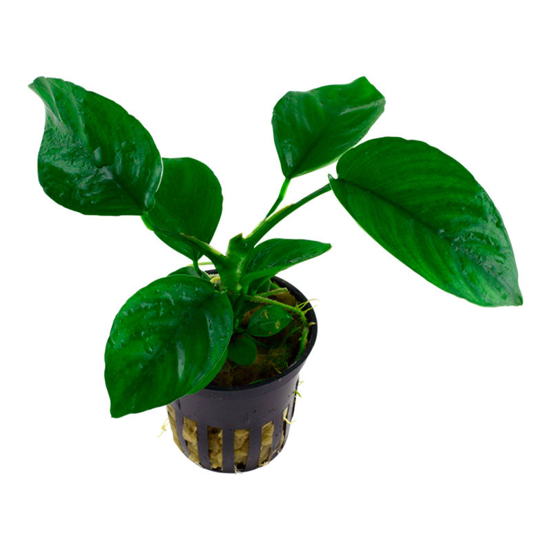 Anubias barteri caladiifolia Nr.8 ca. 10-15 cm